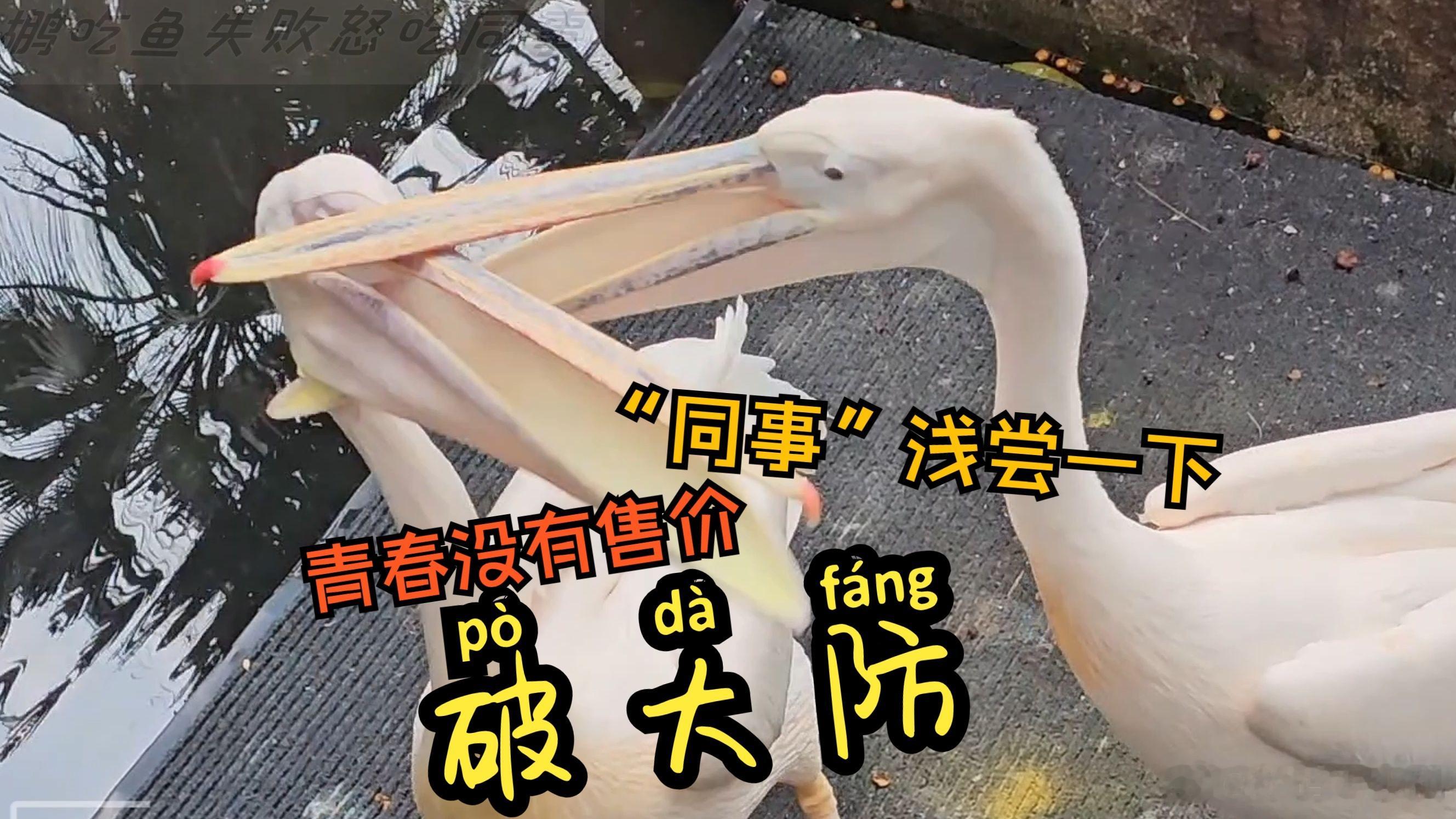 上班时间禁止偷吃同事哈哈哈，笑死我了，去动物园还能看到上班时间吃同事的名场面，怎