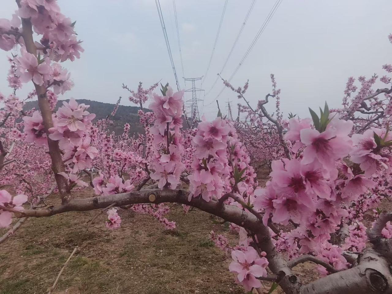 分享一张你相册的拍的花沂蒙山老区的桃花盛开了，满山遍野的桃花分外美丽。