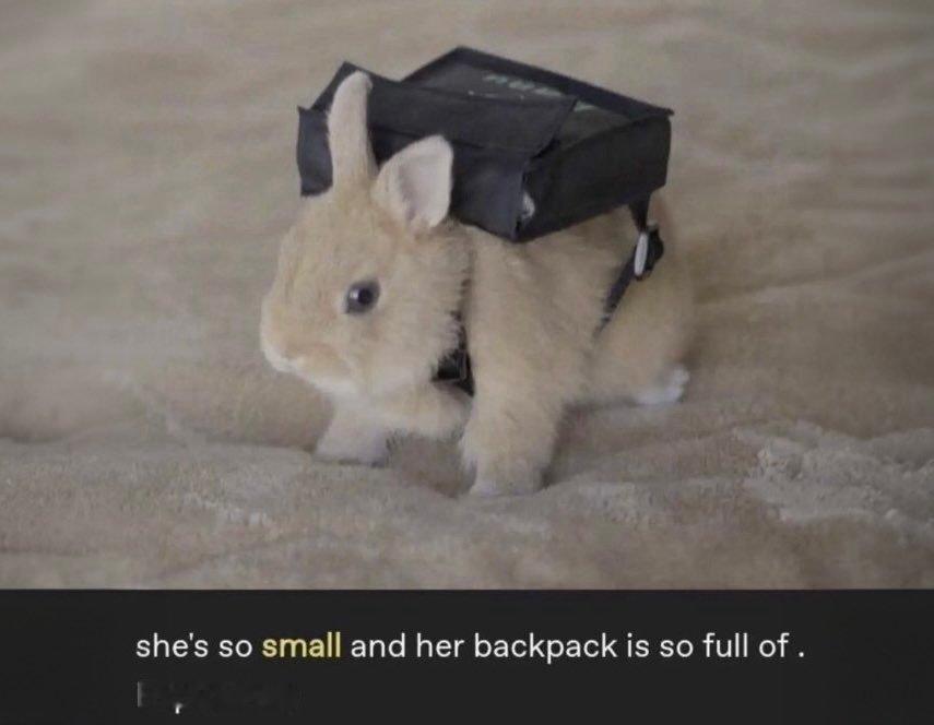 bunnyboi 