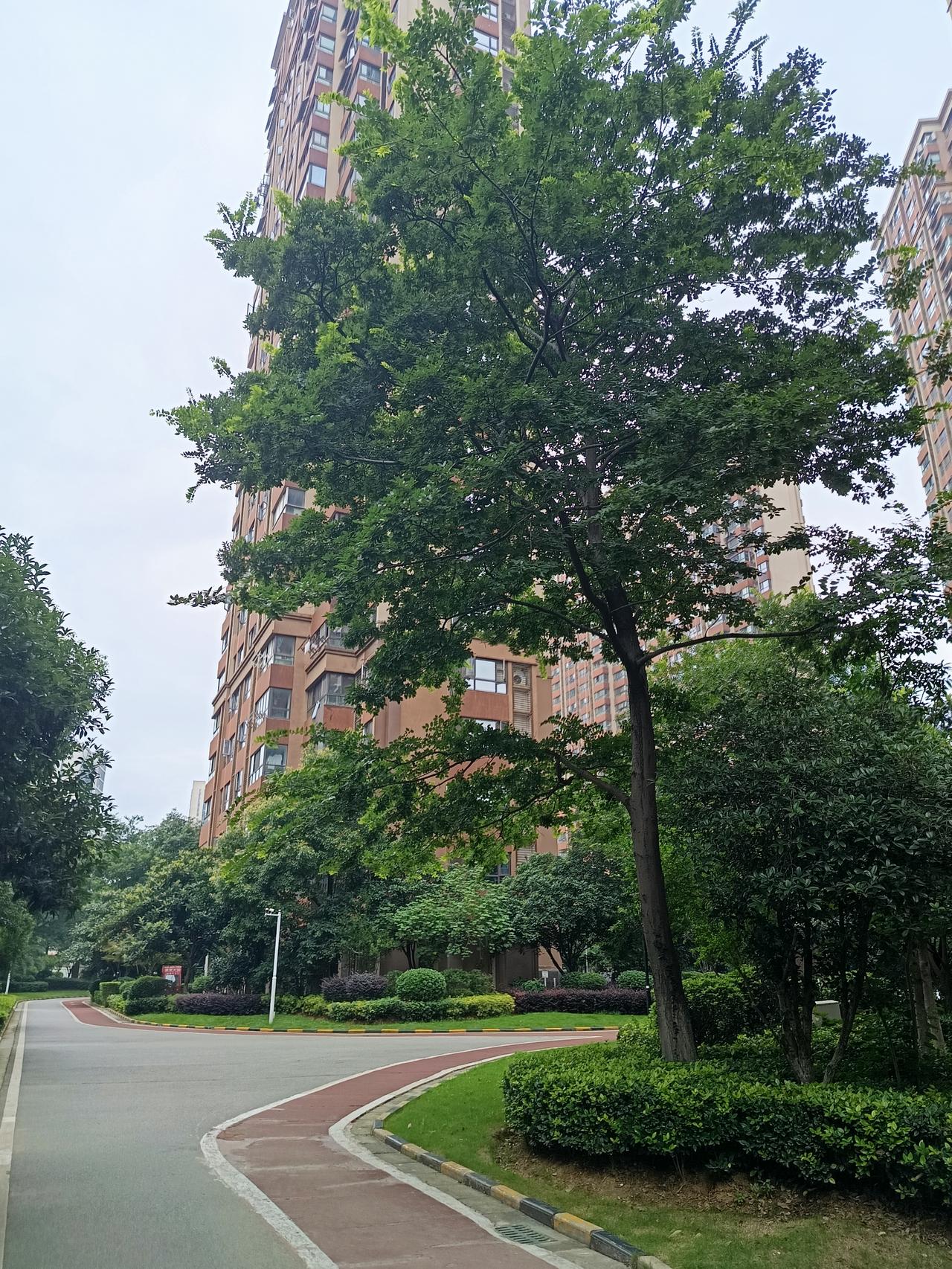寻找时代笔杆子今天早晨九点钟一个人去小区跑步，看到小区的老人们不是在一起跳舞，就