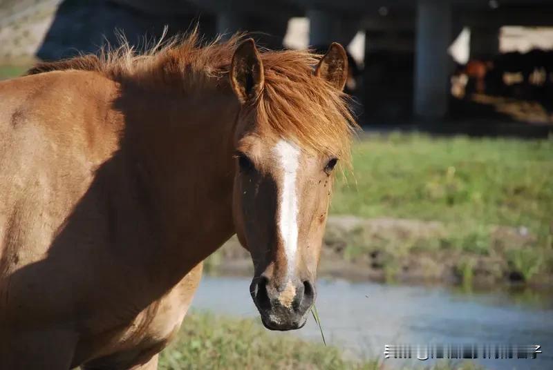 马的特点可多了。从生理特征看，马的耳朵在头的最高点，转动角度大，听觉发达，能辨别