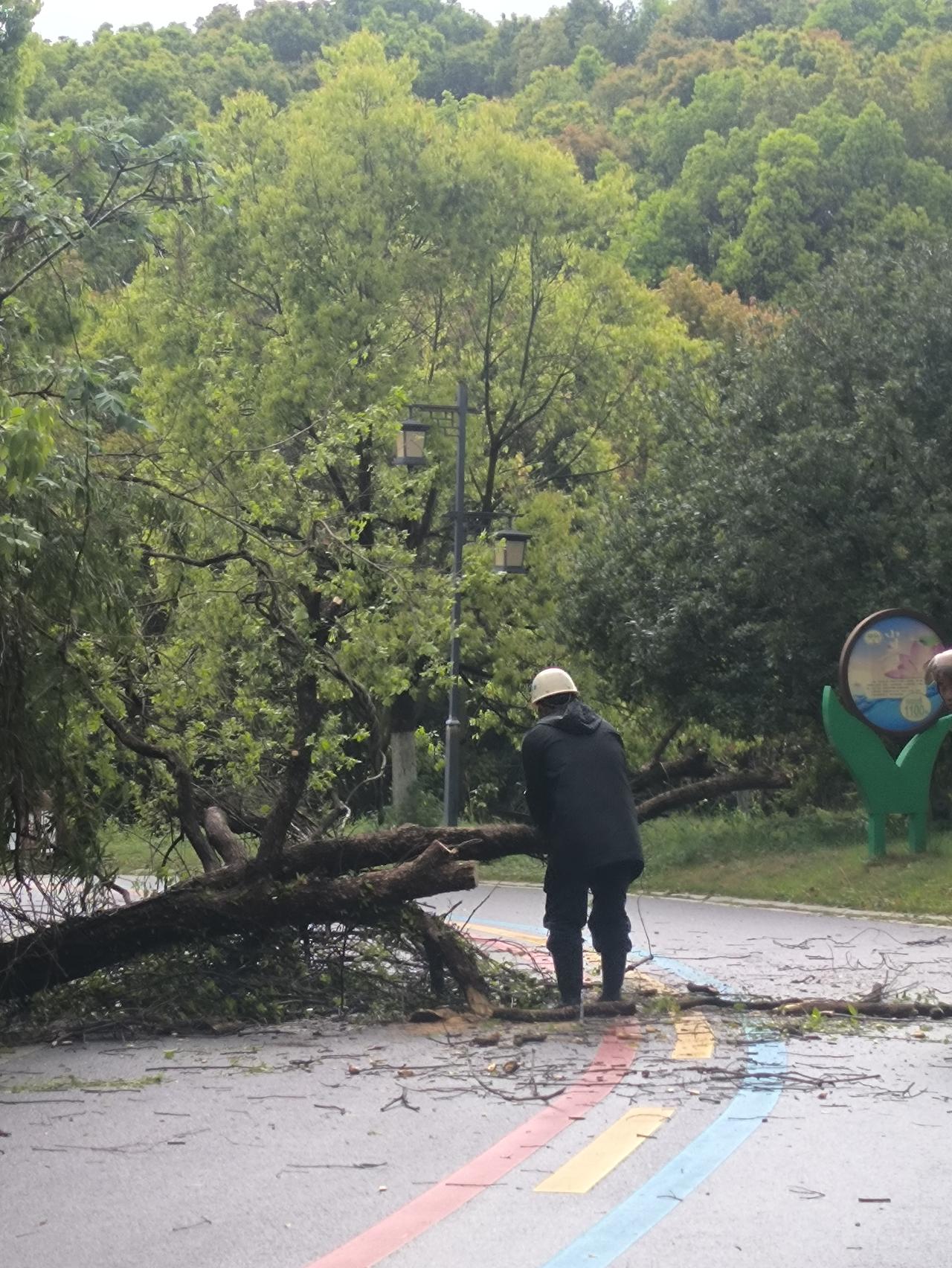 春，在天气狂躁和怒吼中行进着，雨下出了夏天的感觉。冰雹不按常理出牌，把大好的春色