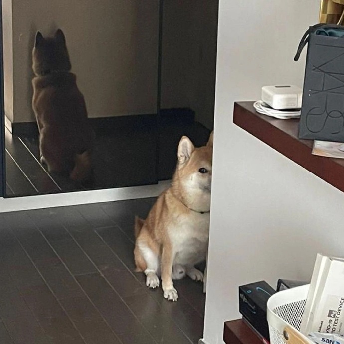 这应该就是狗狗祟祟吧 