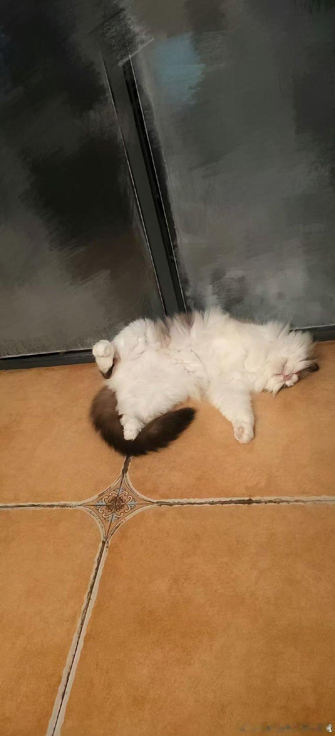 左航晒此时此刻的厚米左航晒此时此刻的小猫 好萌的航酱和小猫 
