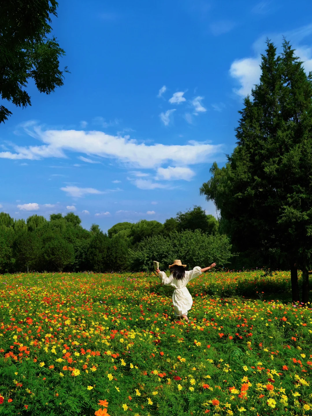 9.17实拍🌼在圆明园，找到无人版百日菊花海！