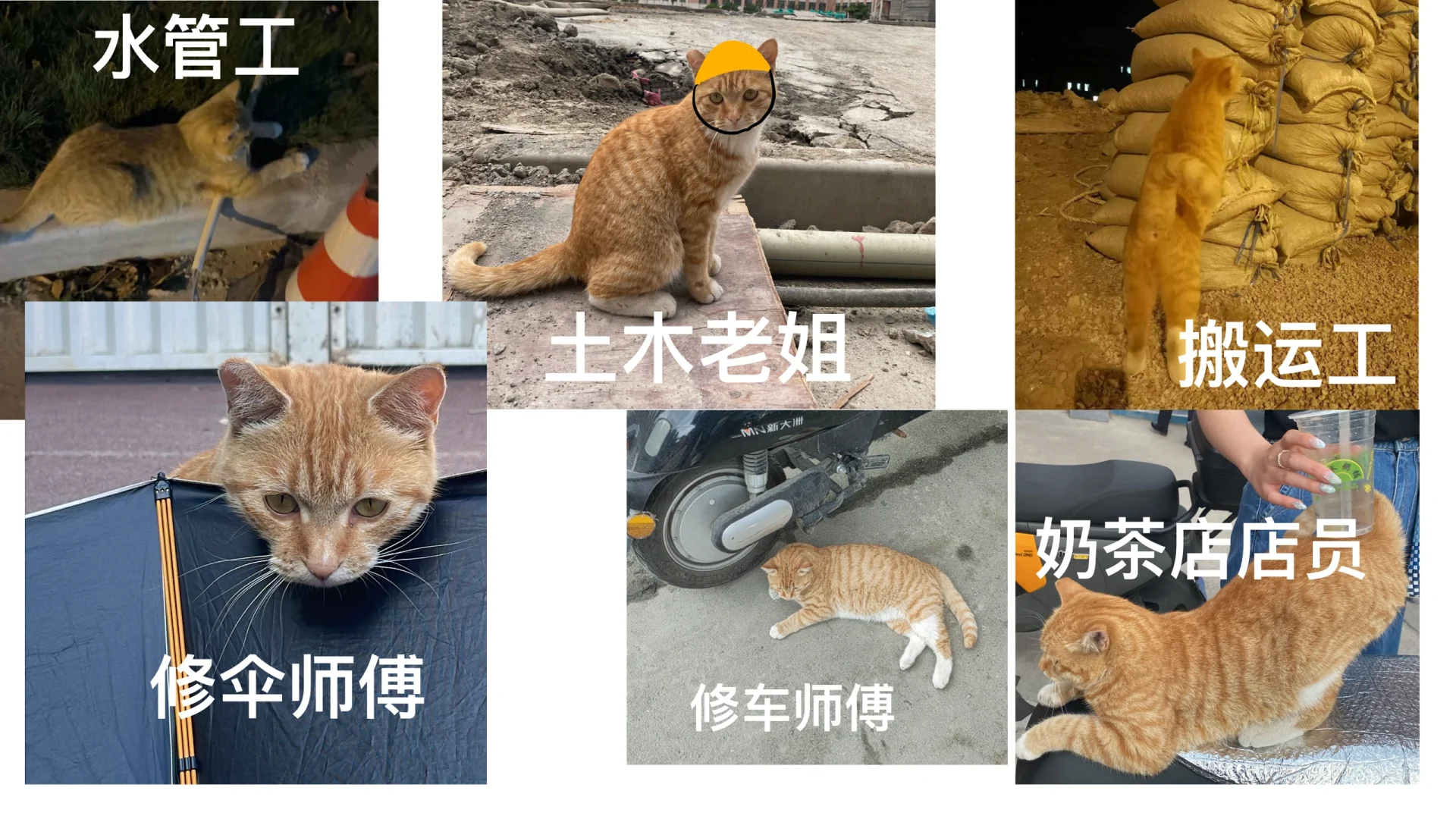 喵喵我啊身兼数职啊