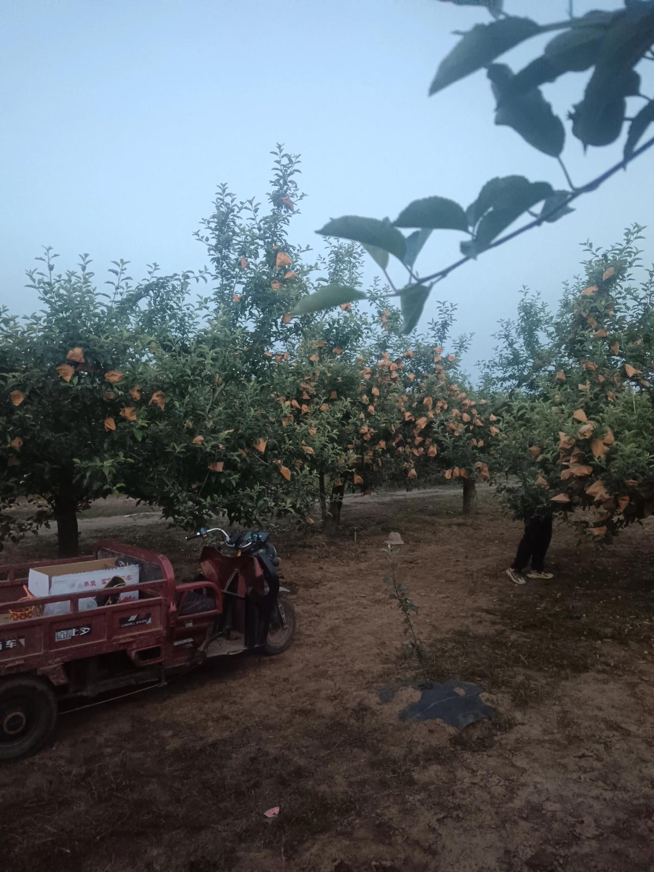 苹果套袋进行中！带你走进苹果园 自家种的苹果园 苹果园实拍 自家果园新农人