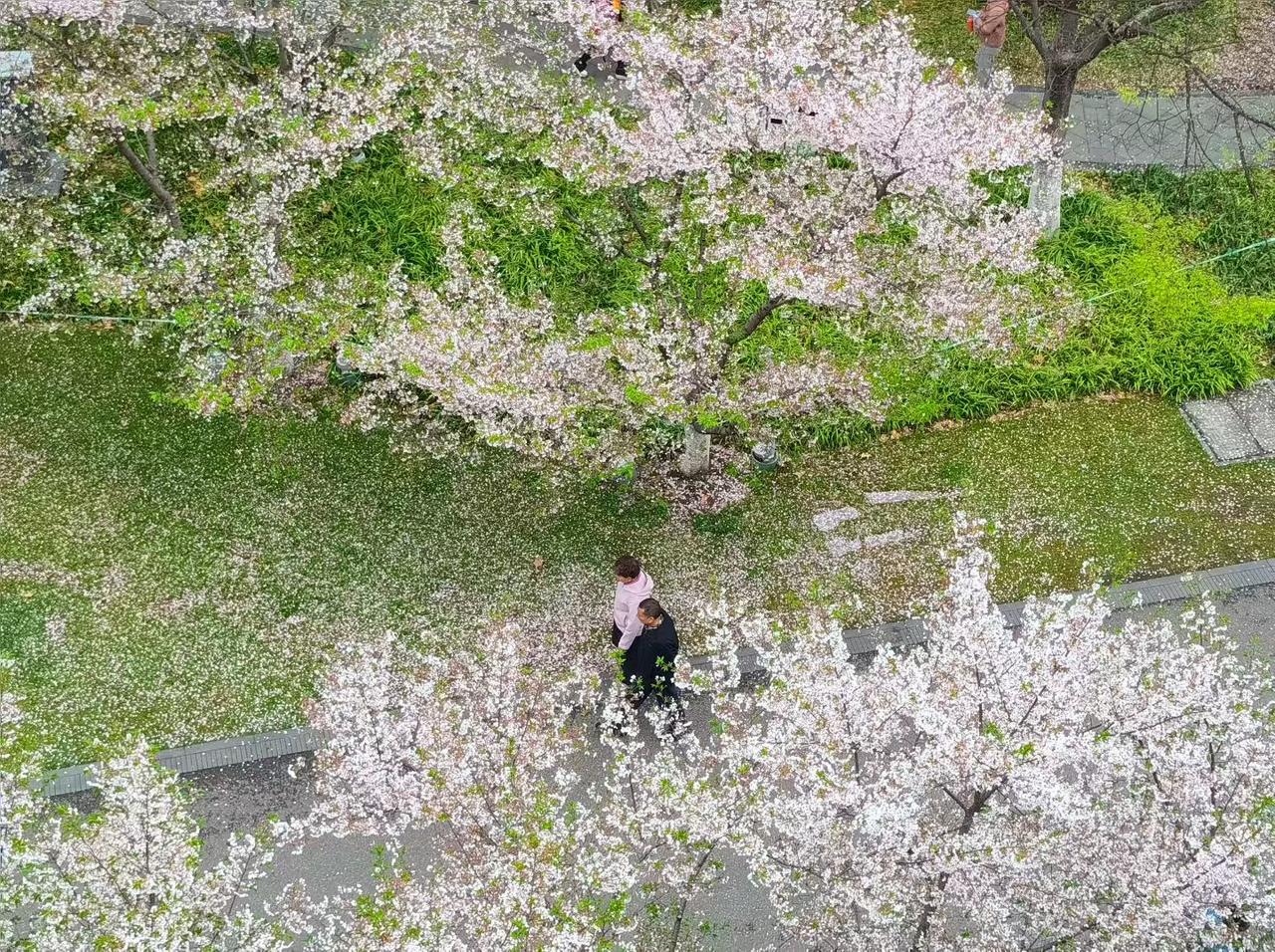 春风落樱，漫过肩头，与爱的人，共赴一场春日的浪漫。