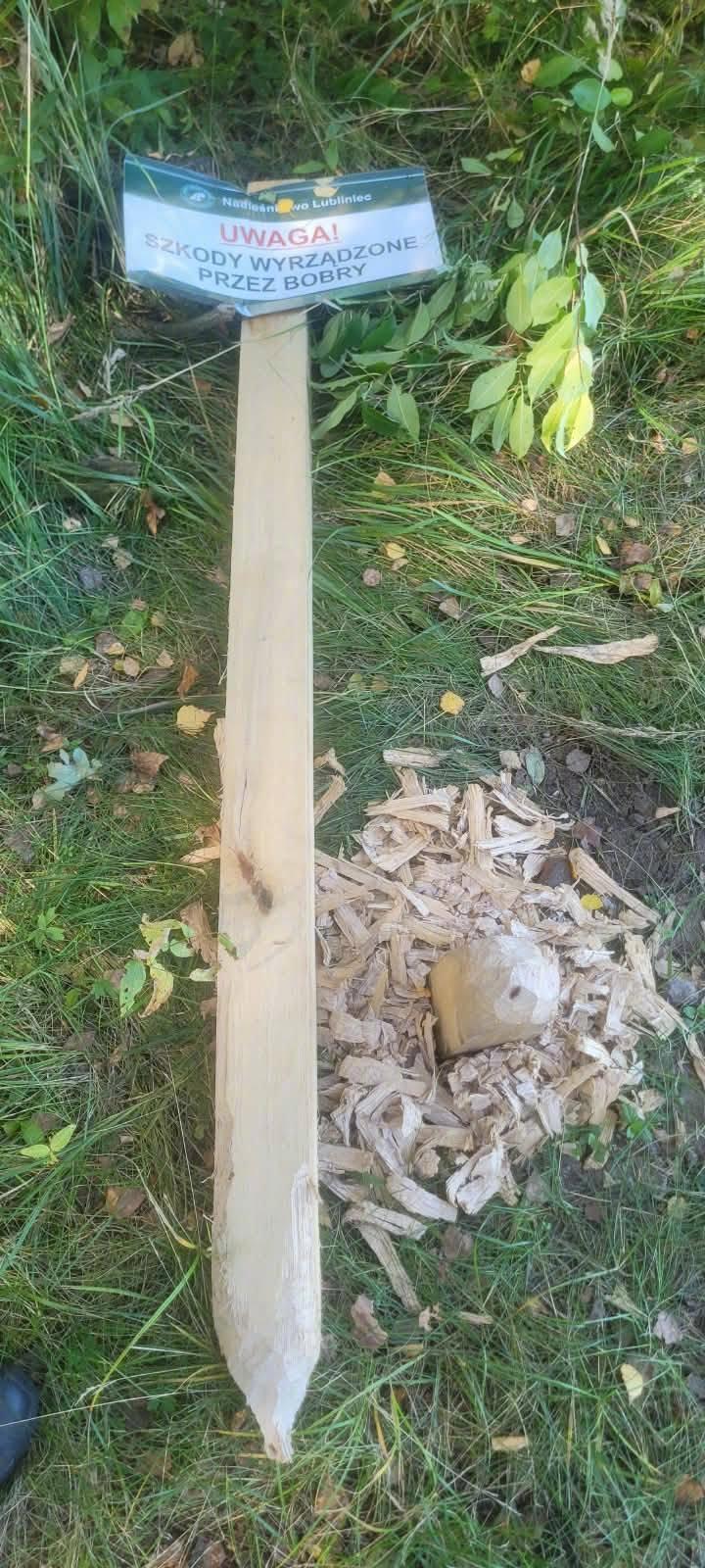 波兰一块“小心海狸”警示牌被啃坏，肇事者疑似正是海狸本狸~ ​​​
