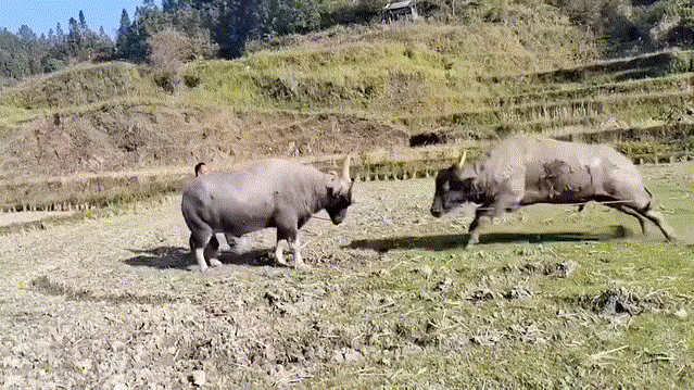 斗牛看多了，第一次看见人跟地干起来了[笑哭][笑哭][笑哭]