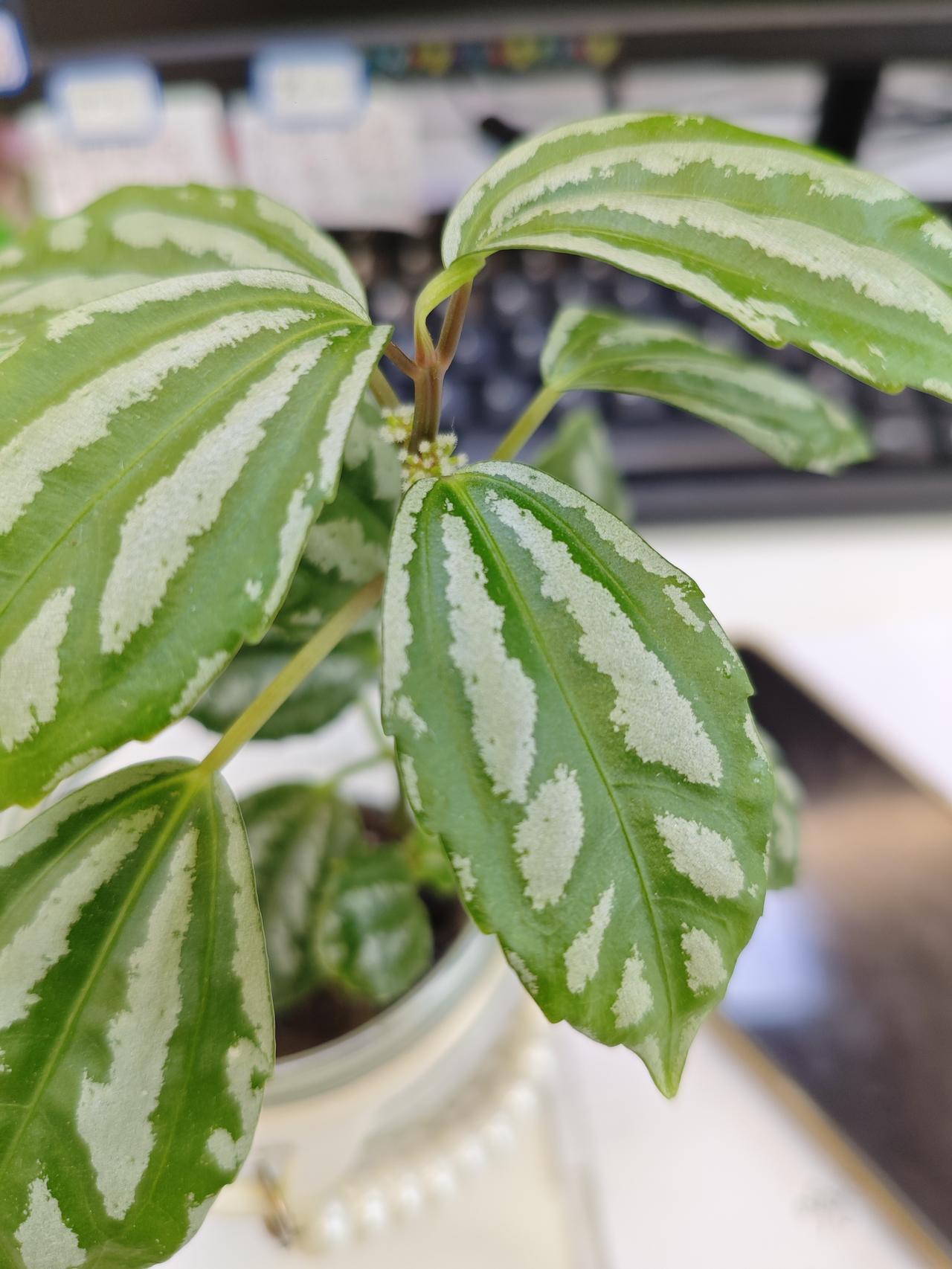 全国彩礼前十排行榜：
 1. 江西：38.8（农村部分地区超50，常见“一动不动