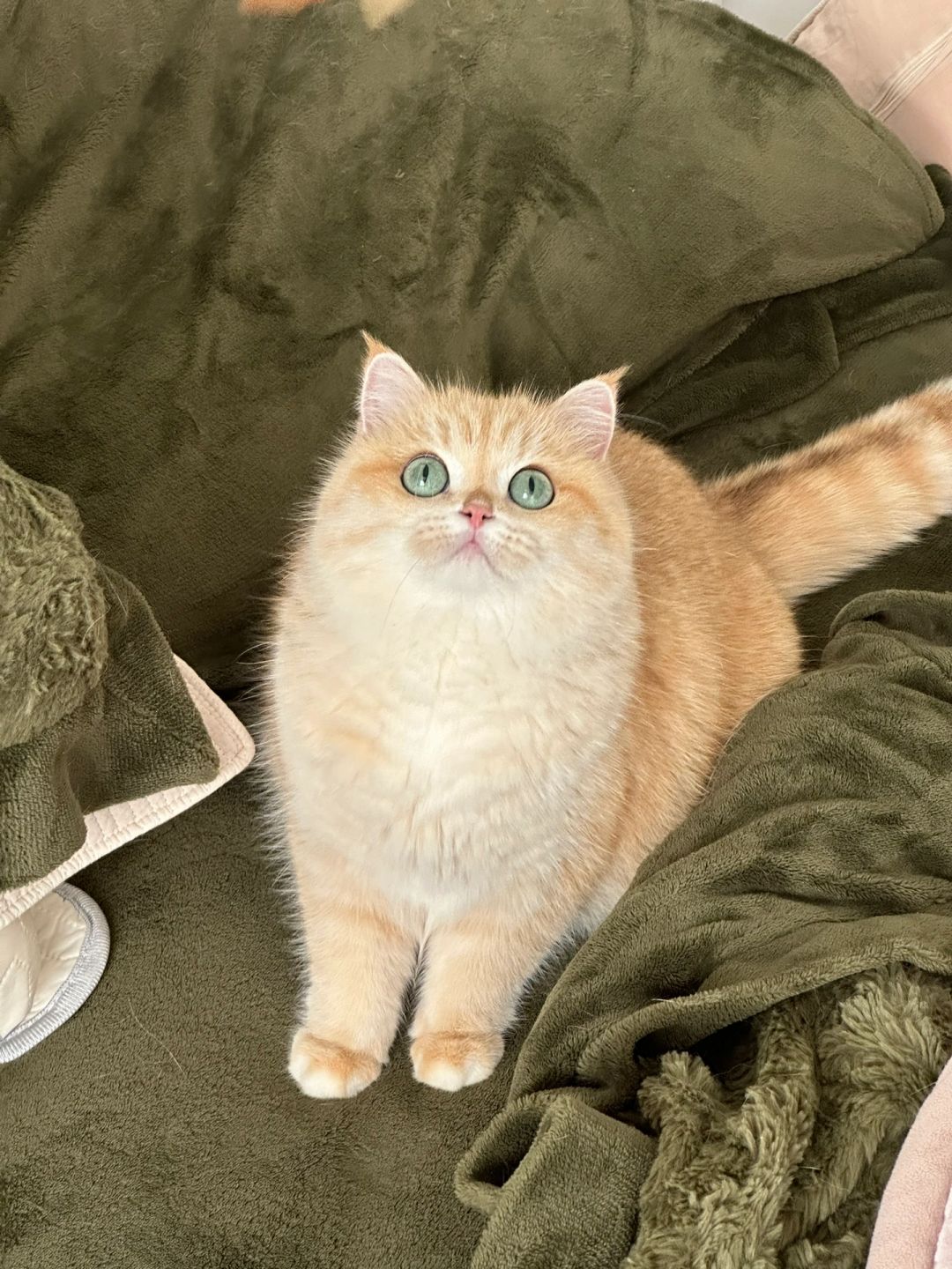 入冬胖三斤是很正常的事情😼