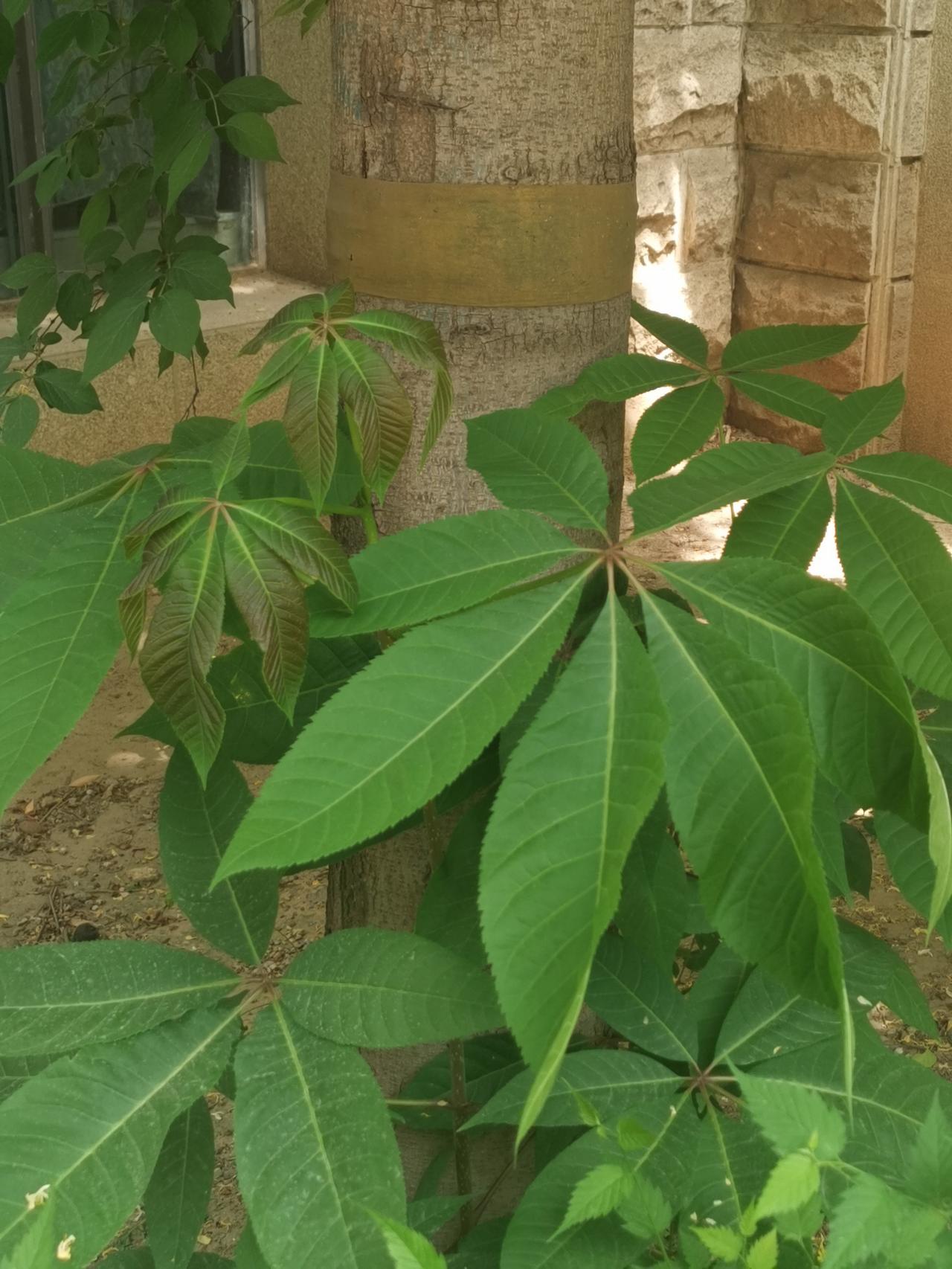 这种植物非常漂亮，每一个叶柄上有七片叶子，而且角度非常科学合理。不知道有谁知道这