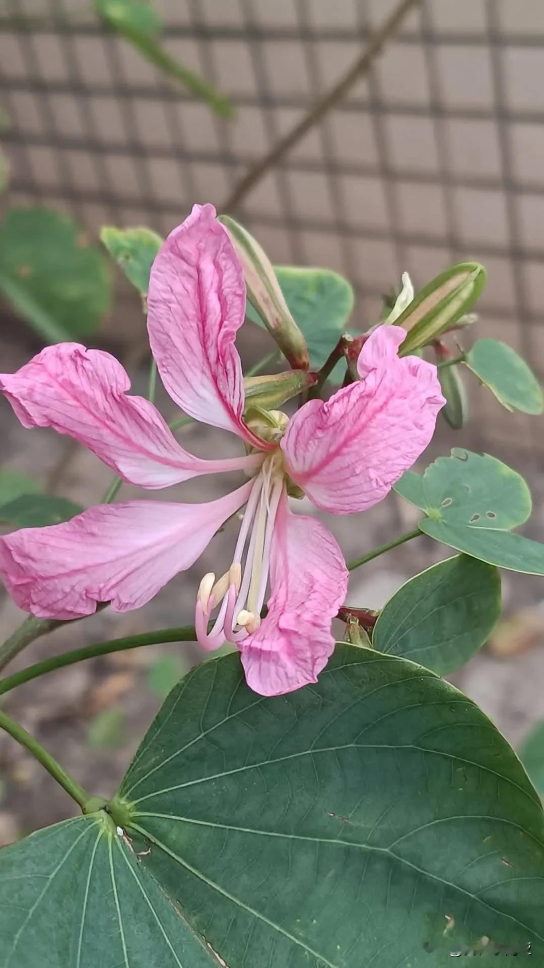 冬日生活打卡季羊蹄甲花