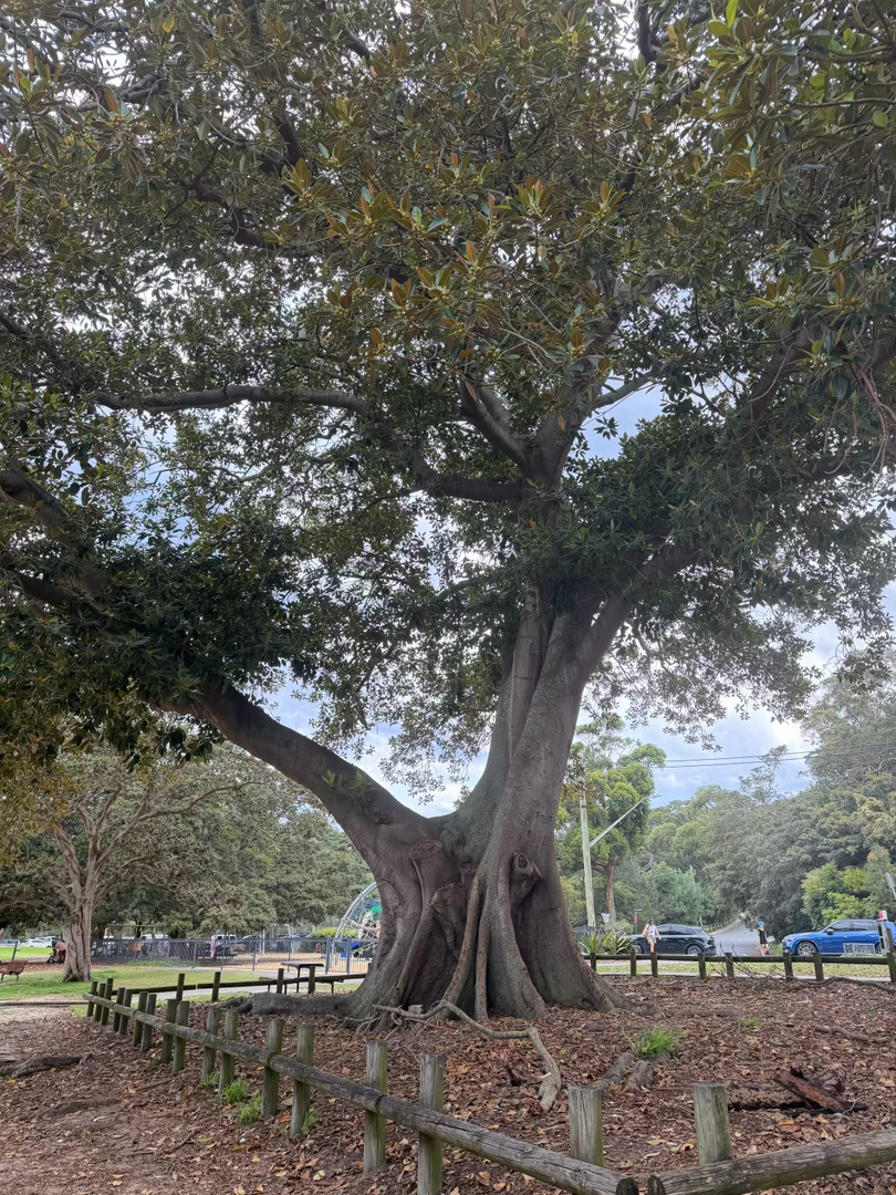 最近非常轻松又快乐！！ 澳大利亚·悉尼