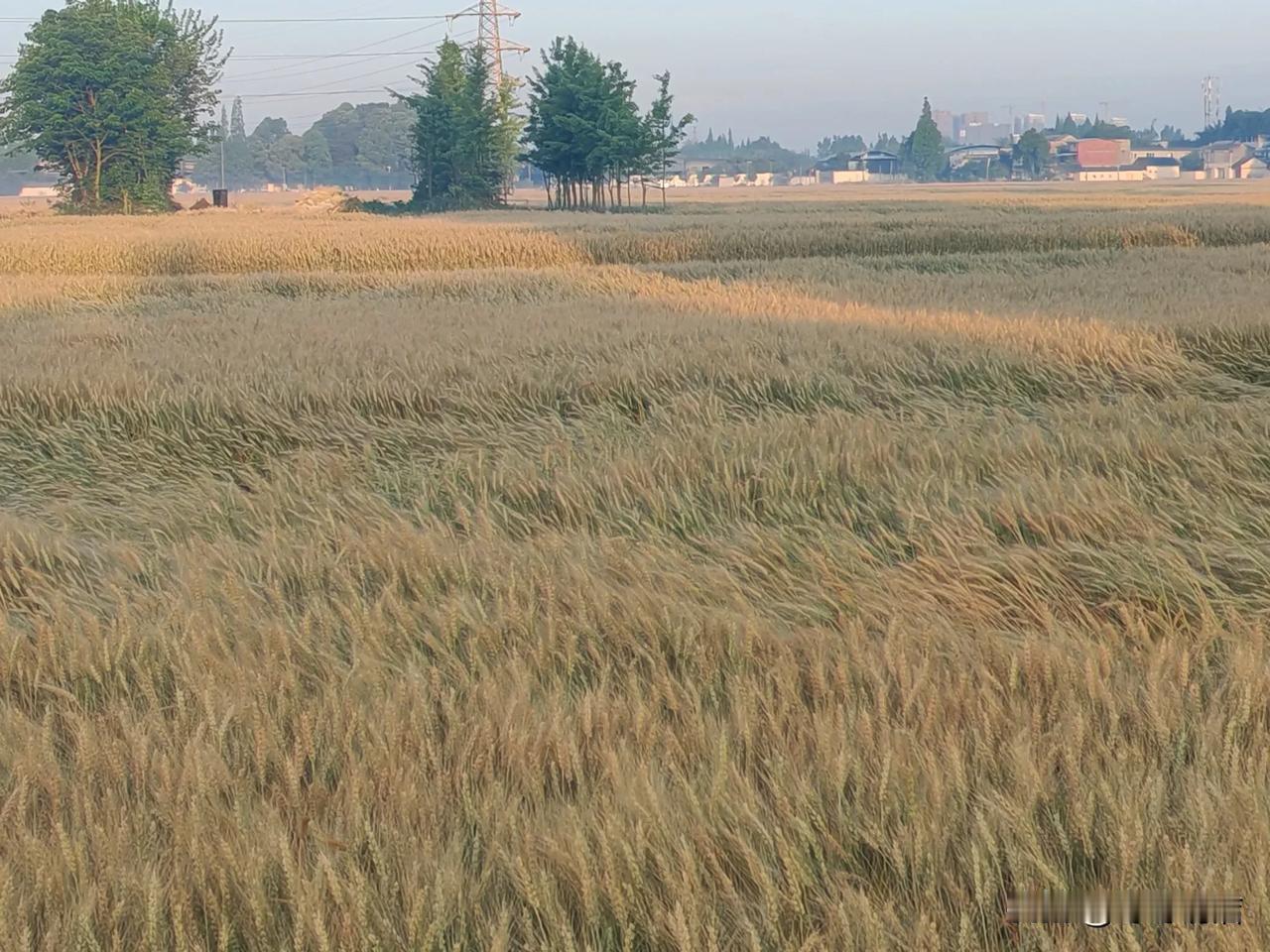 哪些说四川没小麦的，出来看看。
哪些看到四川种小麦大惊小怪的，出来看看，这是啥？