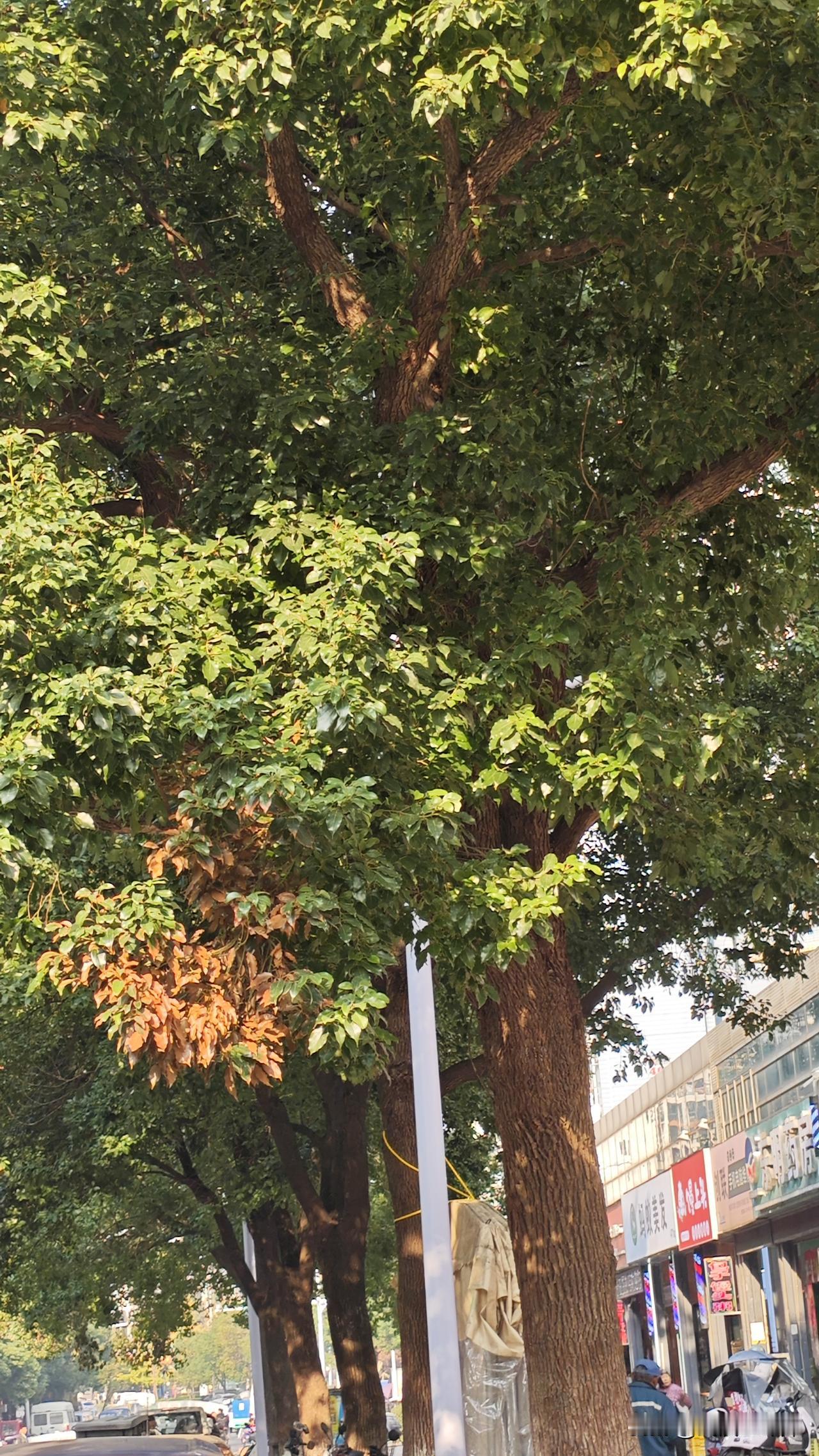 黄陂，在给盘龙城和美路安装路灯，这条位于名流人和小区内的马路，建成以后十多年都没