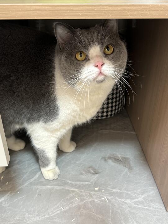 有同款猫吗？几百的窝不睡，就喜欢脏角落