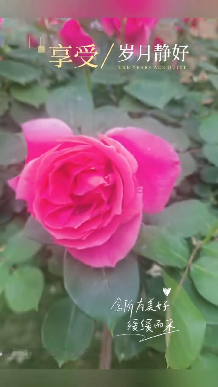 享受，岁月静好。
念所有美好缓缓而来，愿所有美好享受，岁月静好。