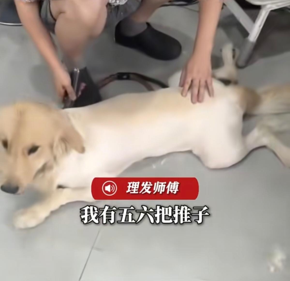 人狗共用一把推刀，理发师说“你介意就别来”？

一把推子，刚剃完狗，紧接着给人推