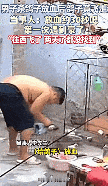 万物皆有灵性！河南开封，男子杀鸽子放血三四十秒后，鸽子竟然自己又飞走了。直接往西