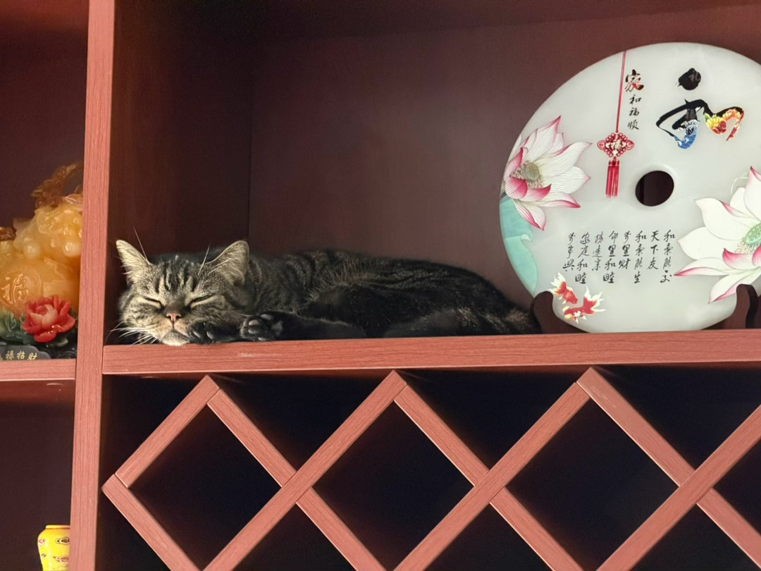 小猫咪 睡觉觉