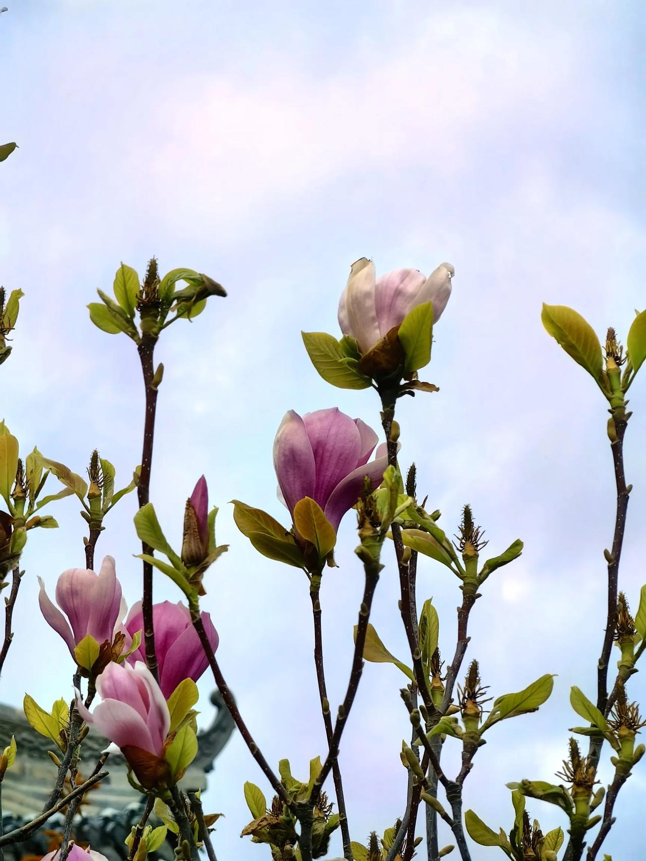 不知不觉中，退休的我已经度过了四年不太合群的时光。

很多同事退休后，怕寂寞难耐