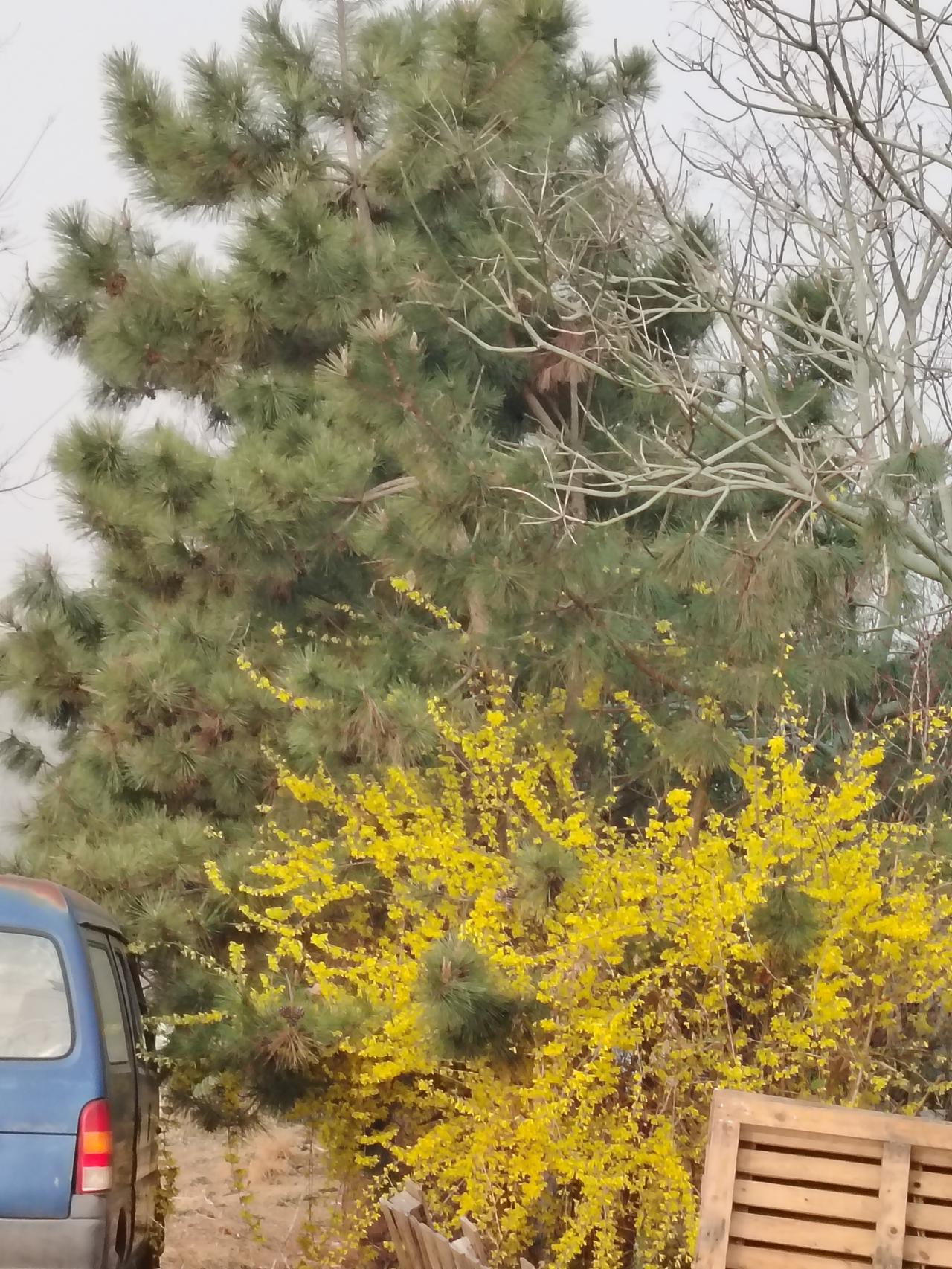 今日头条。
一一兔哥
在这春暖花开的春日里，家乡的田野沃野之上，处处花红柳绿，桃