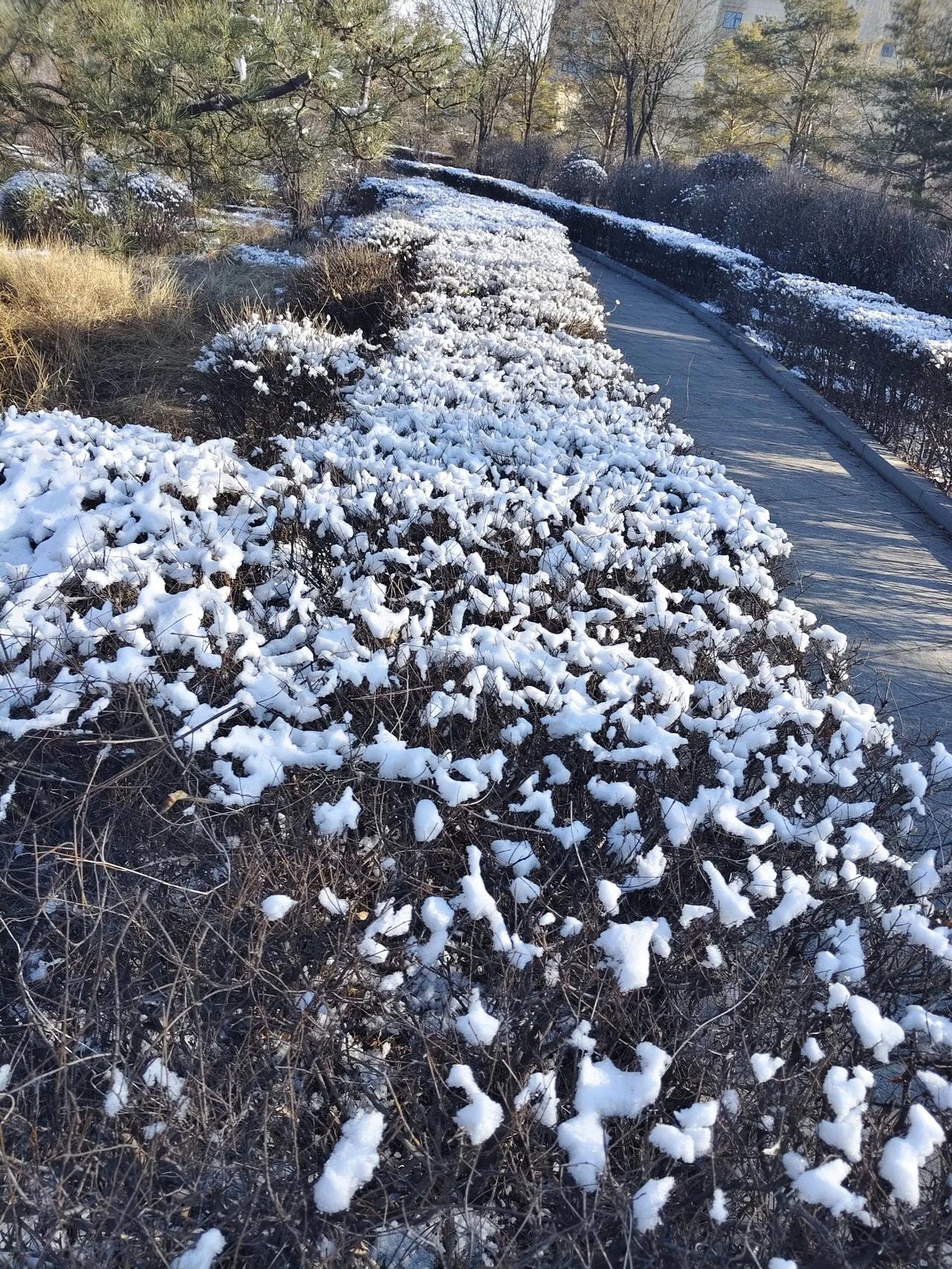 快清明节气了，气温也升高了，但我们北方却来了一场不期而遇的大雪，虽然白天气温高，