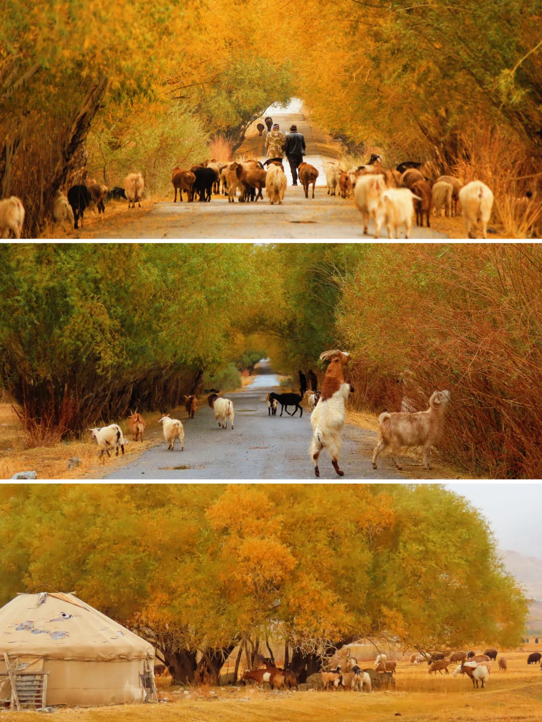 已经开始期待，新疆童话般的秋天🍂