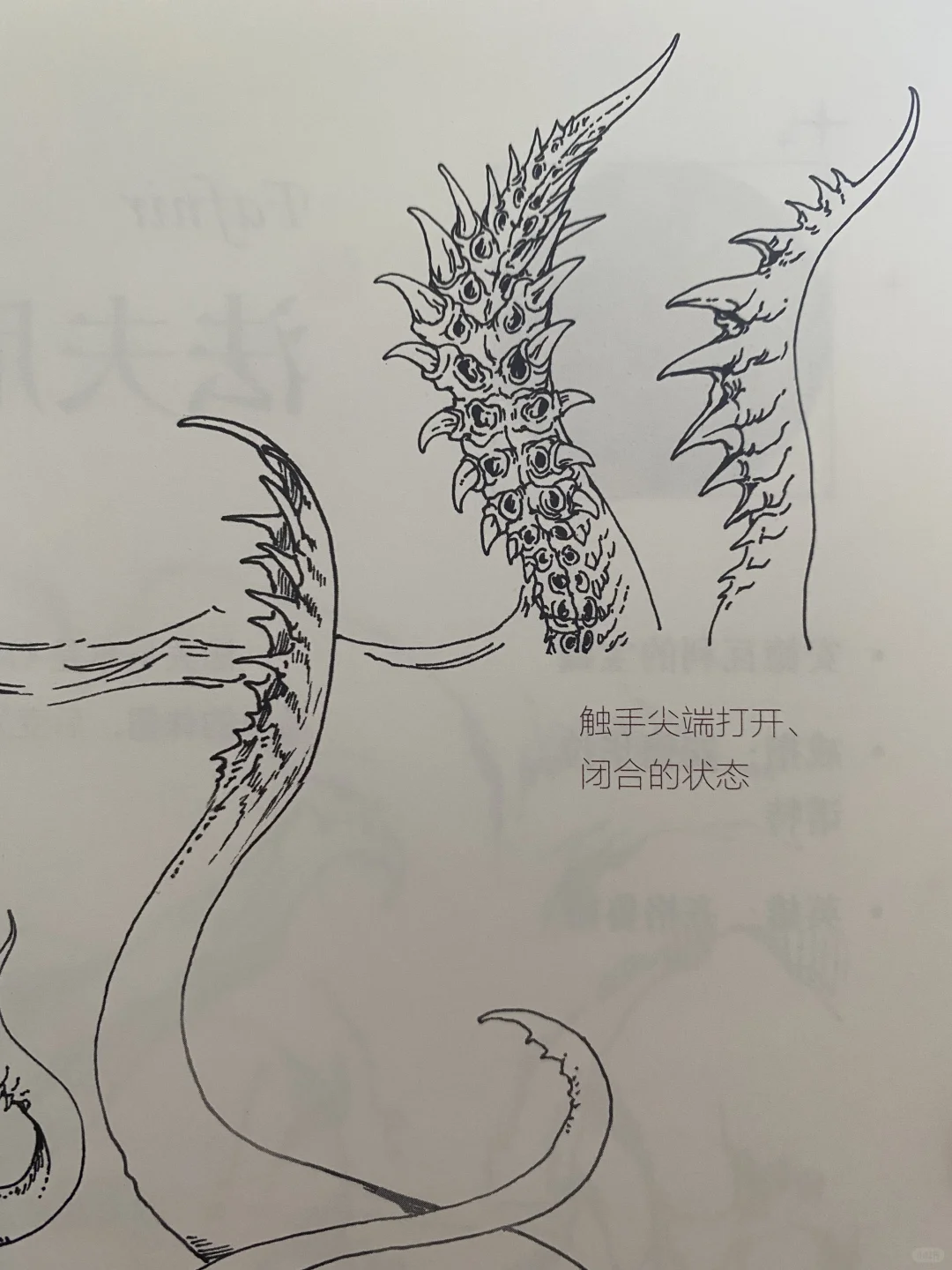 西幻设定（看文和看漫的闻着味儿就来了