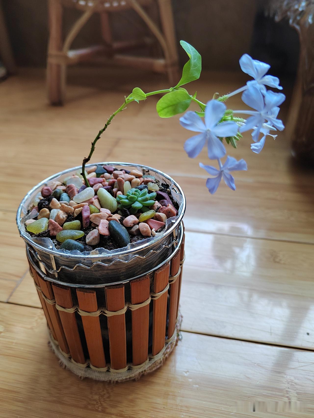 我家有一棵栀子花，我精心的饲养，小心的伺候，结果还是被我给养牺牲了。

无独有偶