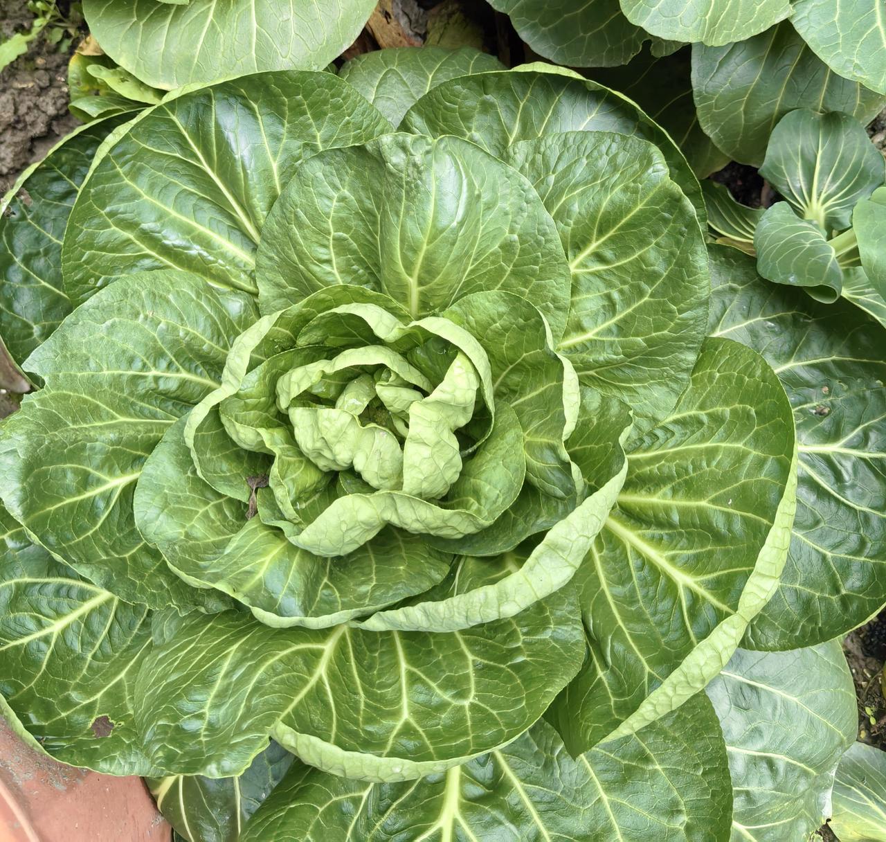 为什么00后江浙沪女生，已经不愿意找凤凰男了？

因为凤凰男的母亲，太难缠了。既