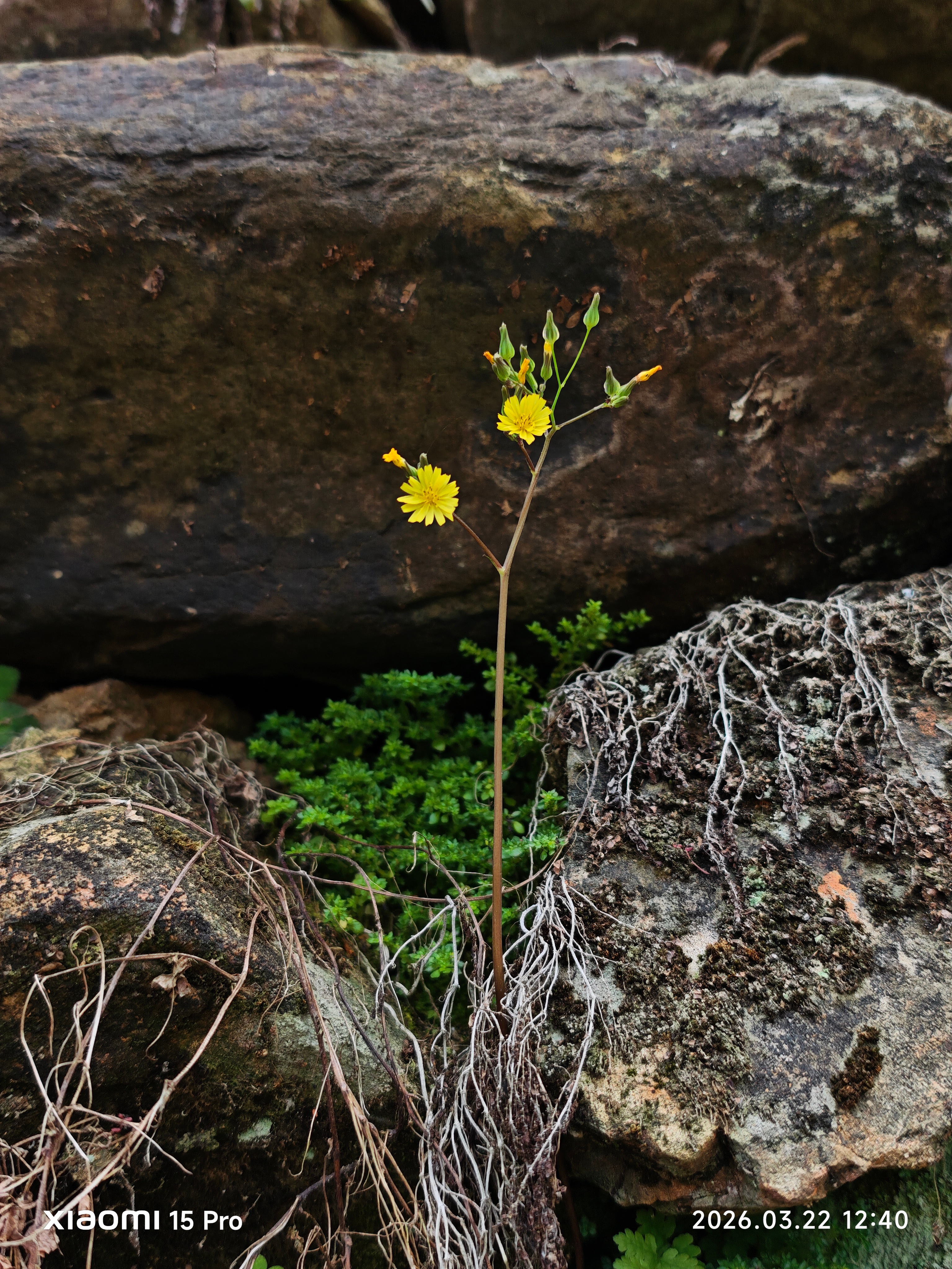 春日的风漫过石崖，把细碎的暖意揉进每一道裂纹里。一株黄花从乱石与枯根的缝隙间探出