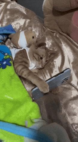 猫猫：睡觉前刷刷手机很正常啊 ​​​