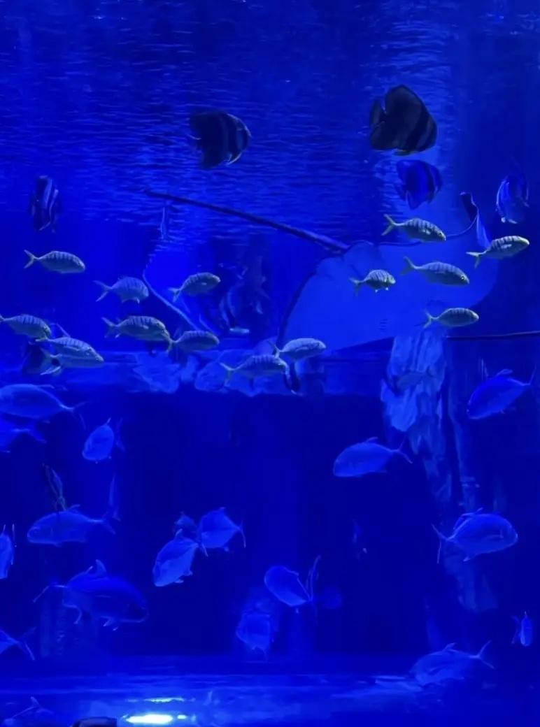 广州海洋世界 广州海洋世界旅游打卡周末去哪儿