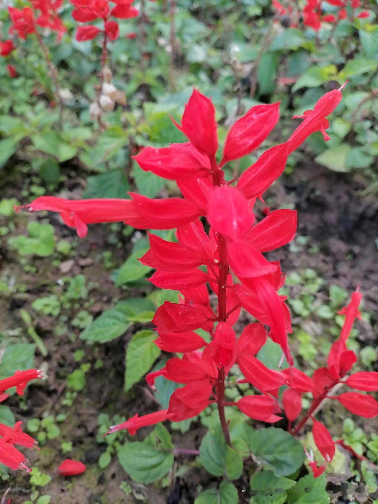 随手一拍分享最美的花