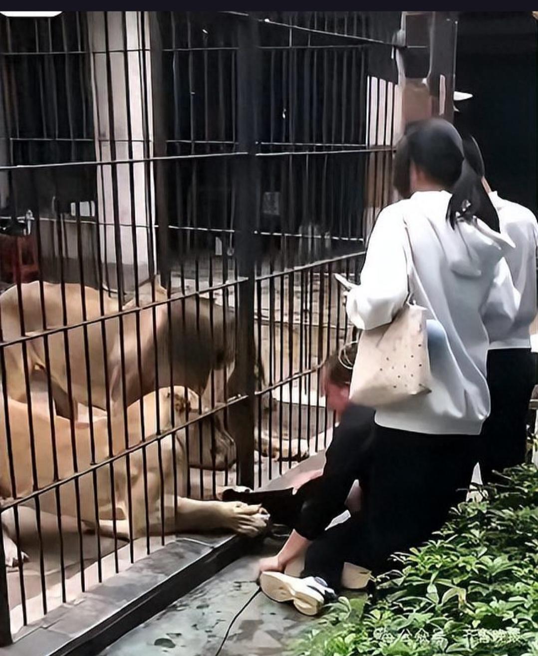 10岁女童在动物园投喂狮子，竟被拖拽险丧命！这究竟是怎么一回事？
近日，一则令人