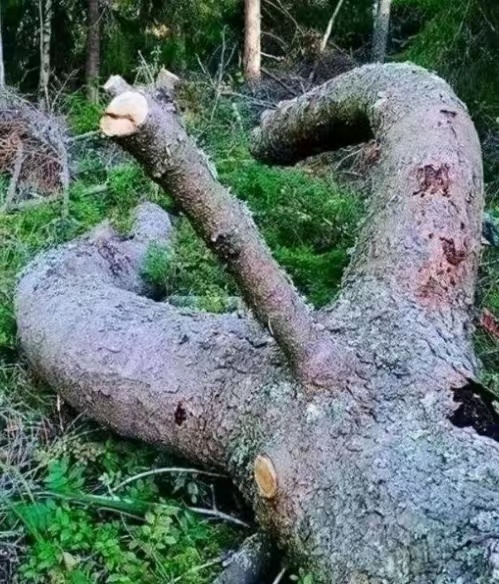 看完打歌舞台的我👇🏻 