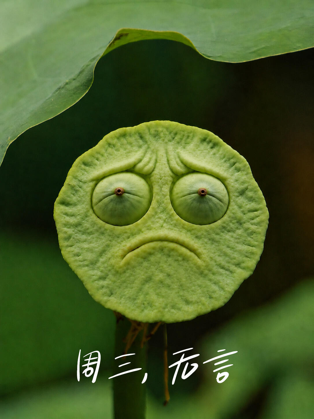 莲蓬表情包 