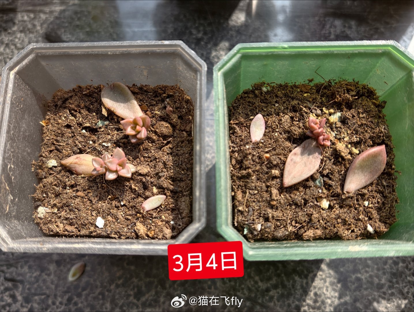 养的肉肉好像隔几天就有变化好像颜色变的更鲜艳了很喜欢这种不断成长且坚韧 