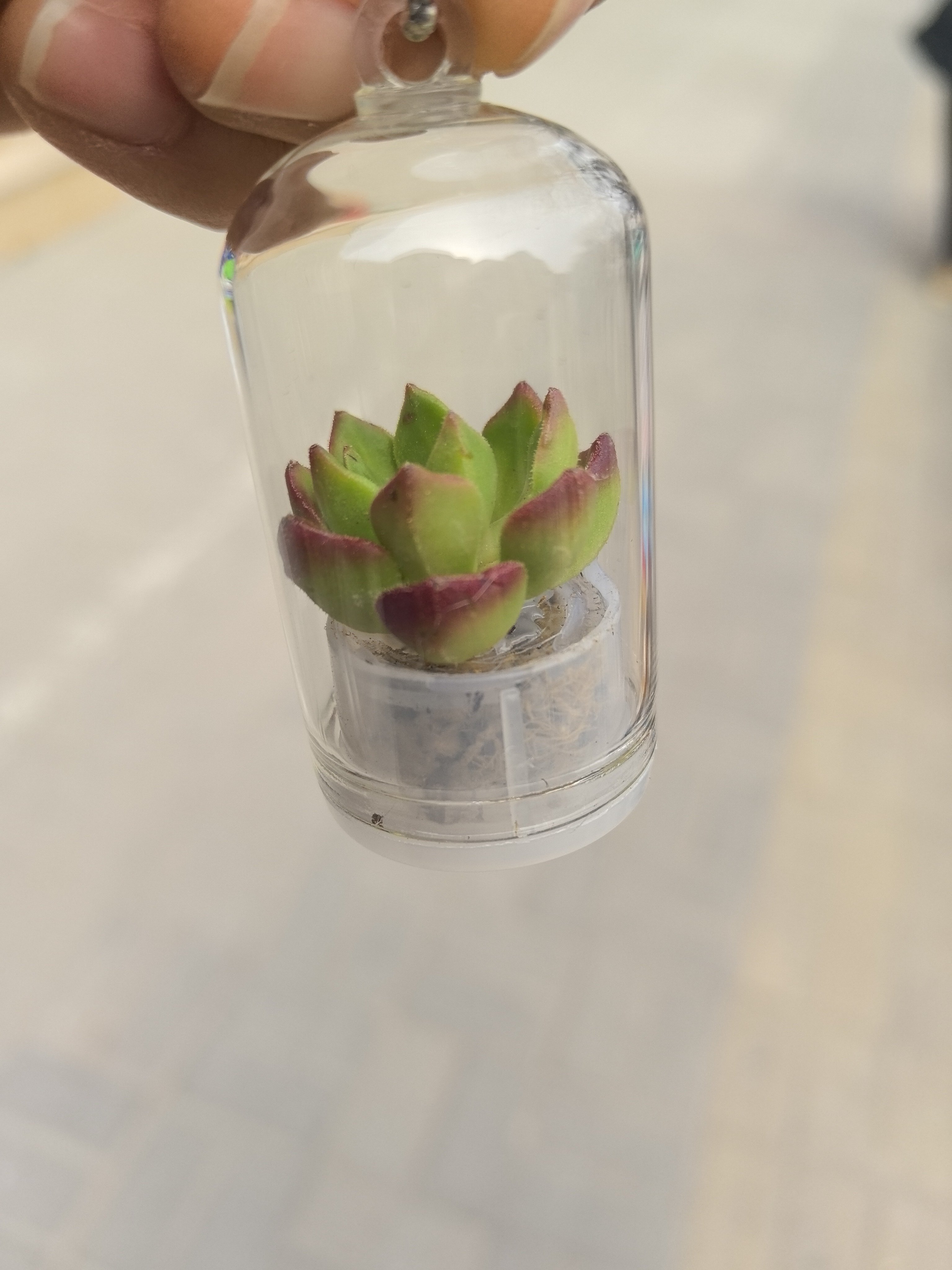 学校门口总能发现好东西这迷你多肉好可爱~给两娃一人整了一个。姐姐的仙人掌好像侏儒