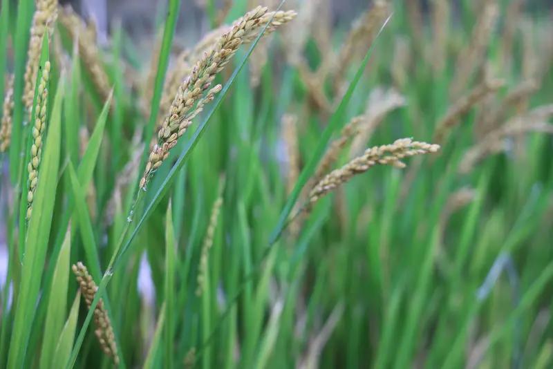 你们那收水稻是夏天还是秋天?秋天