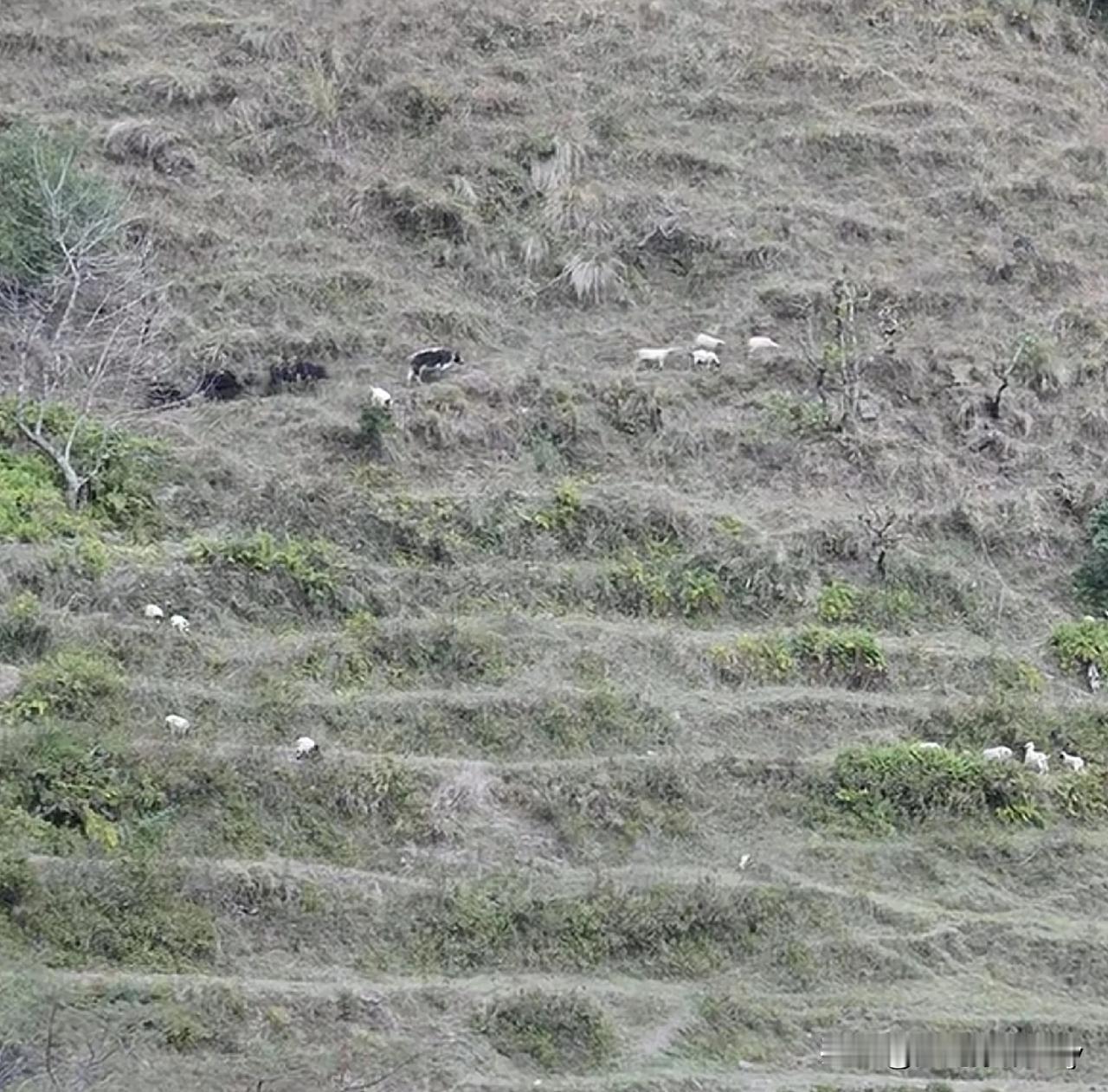 我们村个位数的人家，如果不写头条，我觉得我们村没有故事。写头条了解历史，我们村也