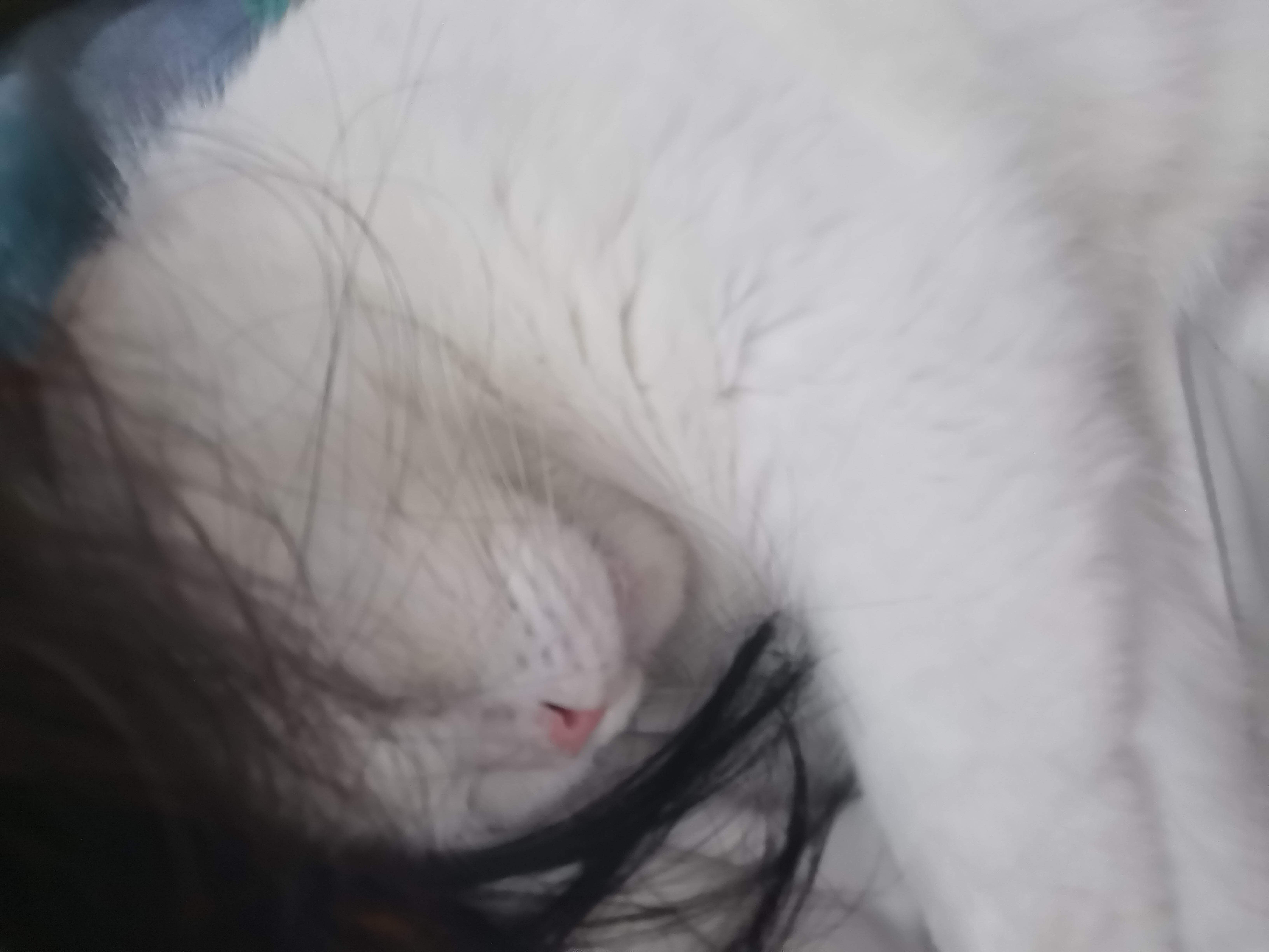 我靠笑死我了，非要躺我旁边，被我头发疯狂进攻中生活手记