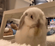 兔兔洗脸比我都认真，连大耳朵都洗了一遍！太萌了