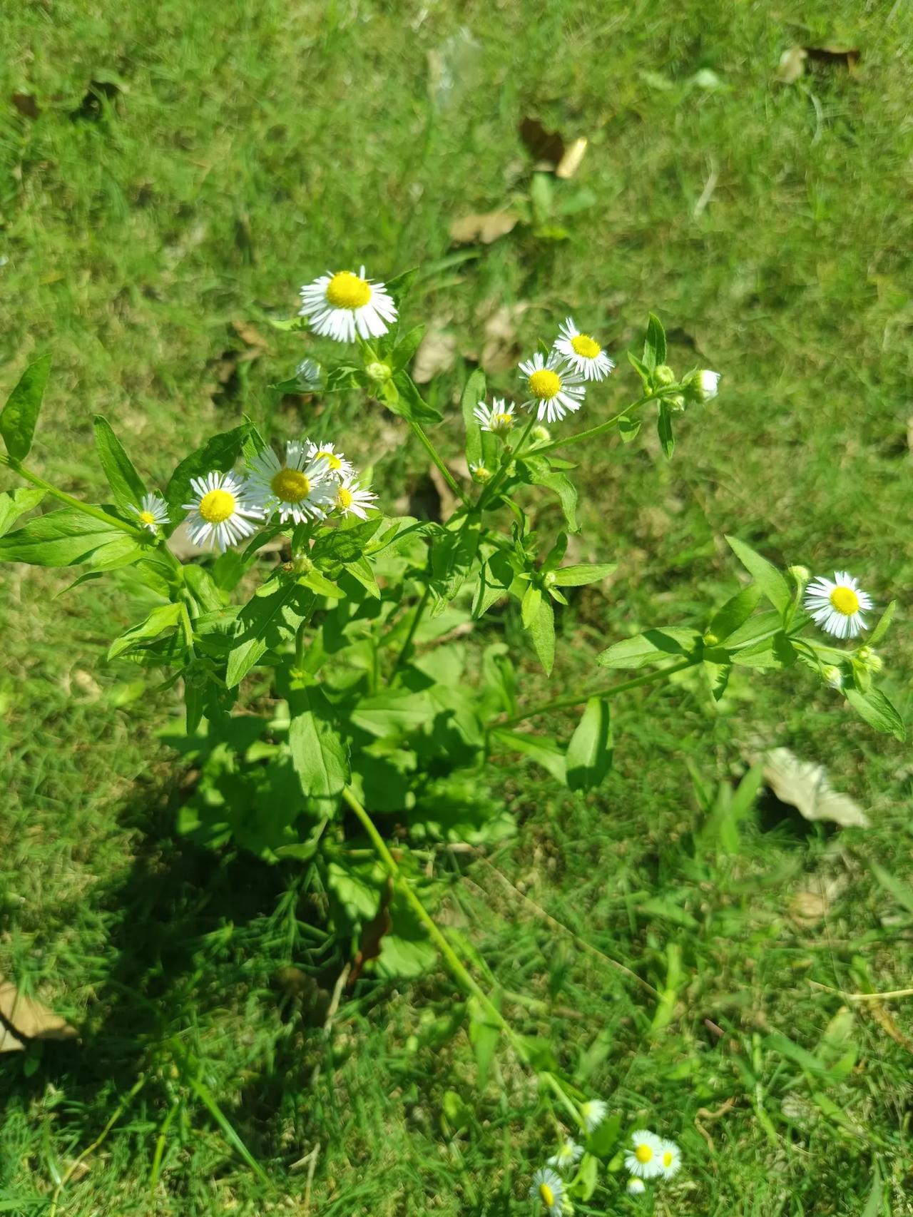 花开满园，生命绽放。#秋日绽放的花# #分享公园里的花# #向阳生长的花#