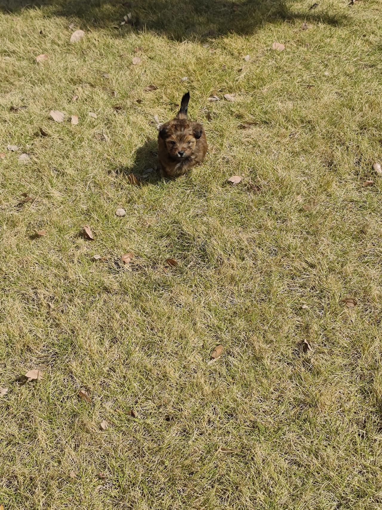 家人们谁懂呀！在公园的枯黄草坪上偶遇了这只小家伙，像颗圆滚滚的毛栗子突然从草里冒