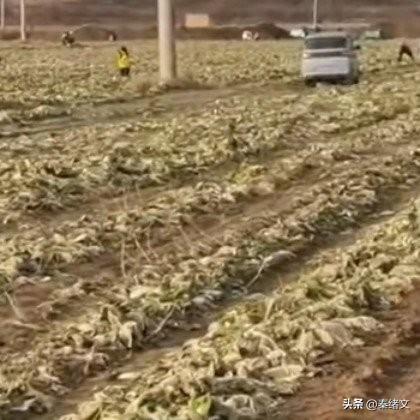 内蒙古百亩白菜被哄抢！一句“免费”坑惨菜农，这锅谁来背？
 
内蒙古赤峰上百亩白