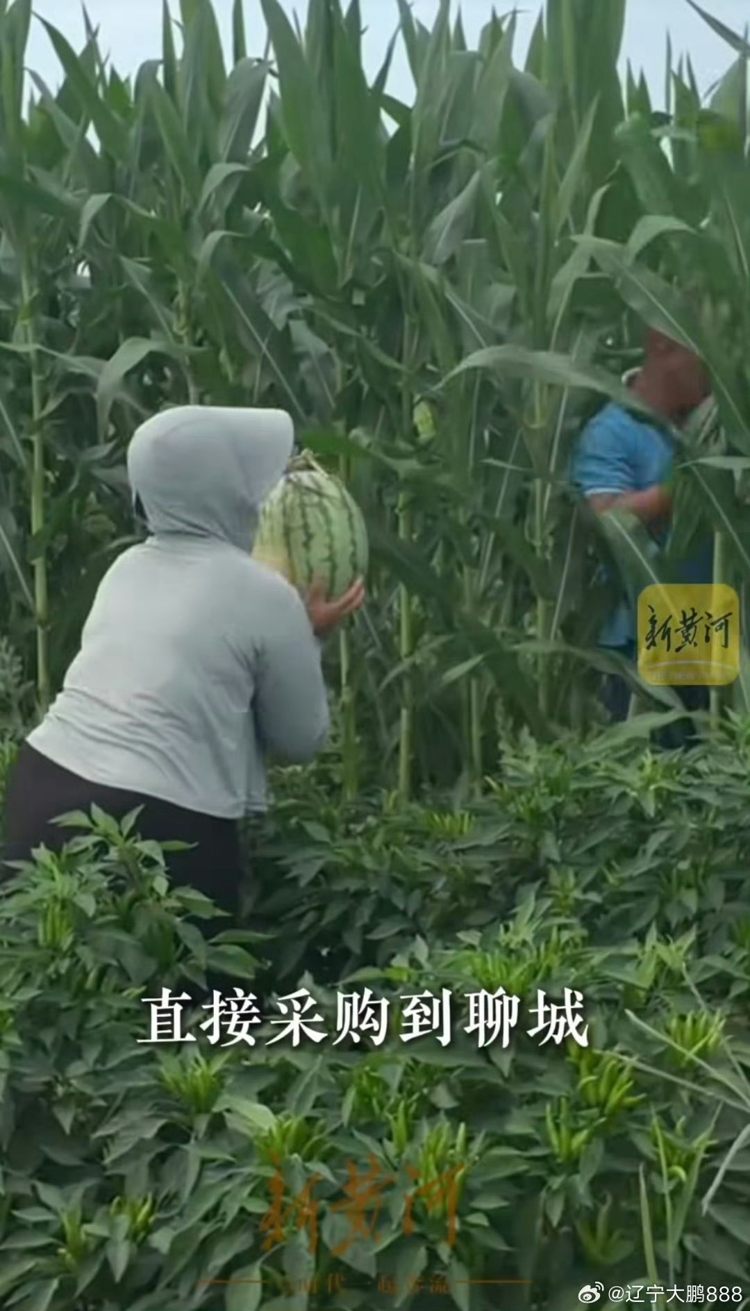 满满一卡车河南西瓜免费送劳动者河南西瓜集中上市滞销，聊城商户买下整车中牟西瓜。不